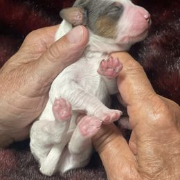 Merle Parti Male - Blue merle male Aussiedoodle puppy in Campbell, California from Mini AussieDoodle Puppies