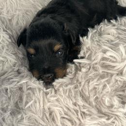 Aspen - Black and silver female Miniature Schnauzer puppy in Norman, Oklahoma from Priscilla's Miniature Schnauzers