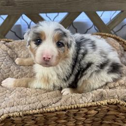 Girl 4: Dahlia - Blue merle female Australian Shepherd puppy in Volant, Pennsylvania from Addie's Aussies