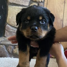 Cane Corso and Rottweiler Puppies from Hause of Rry Rotties & Cane Corso