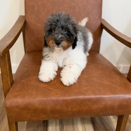 Hook - Blue merle male Aussiedoodle puppy in Factoryville, Pennsylvania from North Mountain Doodles