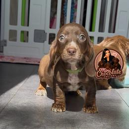 Brownie - Chocolate and tan male Dachshund puppy in Liberty, Texas from Mini Chocolate Factory