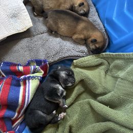 Xenon - Sesame female Shiba Inu puppy in Truckee, California from Mountain Air Shibas