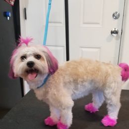 Gracie - Havanese