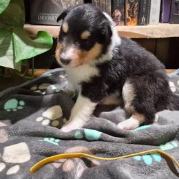 Yellow - Black white and tan female Collie puppy in Kalispell, Montana from C4 Collies