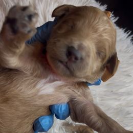 Pumpkin - Red  male Goldendoodle puppy in Richmond, Texas from Harper’s Heartbeats