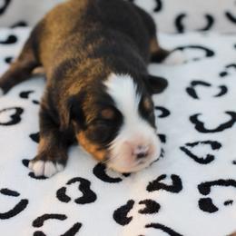 Male 3 - Black tri male Toy Australian Shepherd puppy in Newnan, Georgia from Baker's Down South Aussies
