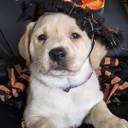 Labrador Retrievers from Adirondack Labradors