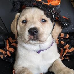 Labrador Retrievers from Adirondack Labradors