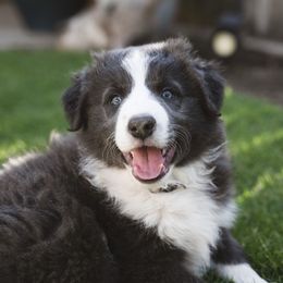 Mikey - Blue male Border Collie puppy in Fresno, California from Alpine Tails