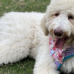 Goldendoodles and Poodles from Natalia Ovalle