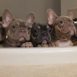 French Bulldog Puppies from Taylor’s Frenchies LLC