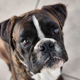 Vlad - Boxer