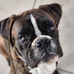 Vlad - Boxer