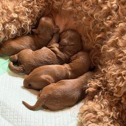 Boy 1 - Red  male Goldendoodle puppy in Toledo, Ohio from Avery Doodle Day LLC