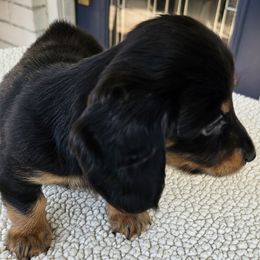 Kit 2500 - Black and tan female Dachshund puppy in Sarasota County, Florida from Donna's Mini Joys