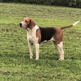 Hussy - Treeing Walker Coonhound