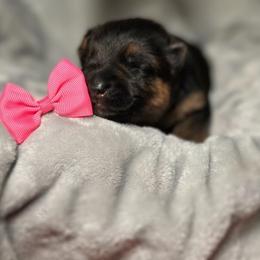German Shepherd Puppies from Aus Dem Meer