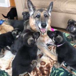 German Shepherd Puppies from Dawnhill