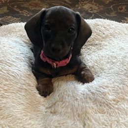 Dachshund Puppies from Honey Bee Dachshunds