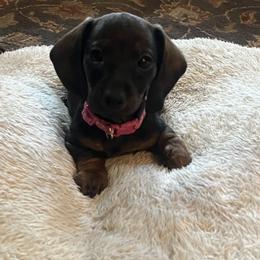 Dachshund Puppies from Honey Bee Dachshunds