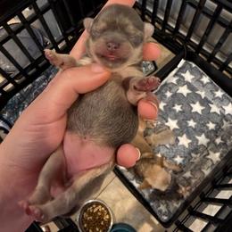 Angel - Blue female Chihuahua puppy in East Syracuse, New York from Blissful’s Chihuahuas