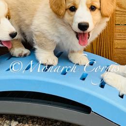 Snow - Red and white female Cardigan Welsh Corgi puppy in Denver, Colorado from Monarch Corgis