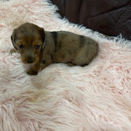 Queenie - Fawn (isabella) and cream female Dachshund puppy in Lincolnwood, Illinois from Gulfishan Kennels