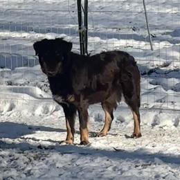 Quinn - Australian Shepherd