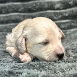 Sapphire - Cream female Dachshund puppy in Biloxi, Mississippi from Southern Doxies