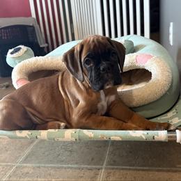 Rocky - Fawn male Boxer puppy in Rochester, Washington from Holly's Boxers of Rochester