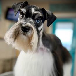 Olive - Miniature Schnauzer