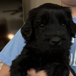 Blue - Black male Giant Schnauzer puppy in Northport, Alabama from Lugo Giant Schnauzers