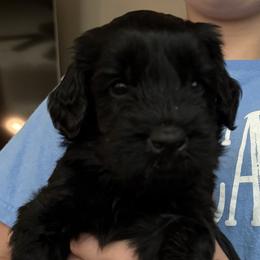 Blue - Black male Giant Schnauzer puppy in Northport, Alabama from Lugo Giant Schnauzers