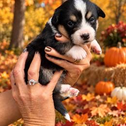 Reba - Black and white female Cardigan Welsh Corgi puppy in Kerens, West Virginia from Leather & Lace