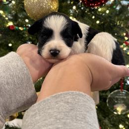 Black collar girl - Parti female Miniature Schnauzer puppy in Oneonta, Alabama from Murphree Valley Kennels