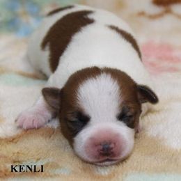 Russell Terrier Puppies from Brightjacks Shortiejacks