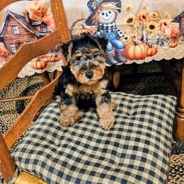 Welsh Terrier puppies from Walnut Ridge Terriers