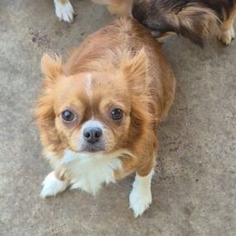 Poppy - Chihuahua