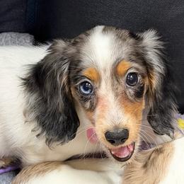 Amanda - Dapple female Dachshund puppy in Irving, Texas from DFW Dachshunds by G & S