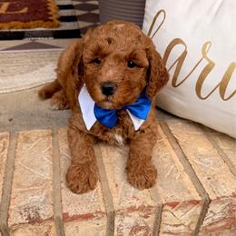 Sterling - Red  male Goldendoodle puppy in Arab, Alabama from White Blossom Farms