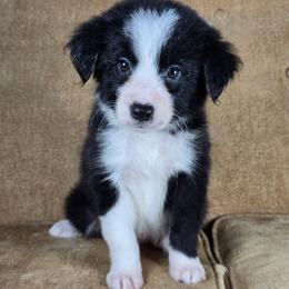 Accio - Black and white male Border Collie puppy in Chicora, Pennsylvania from Riverwood