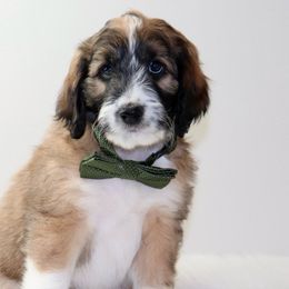 Clark - Sable Aussiedoodle puppy in Decatur, Illinois from Signature Doodles