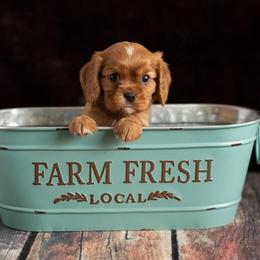 Brittany and Cavalier King Charles Spaniel Puppies from Katy Cavaliers & Barefoot Days Brittanys