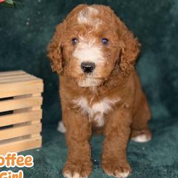 Toffie - Red female Labradoodle puppy in Anaheim, California from BabySweet Labradoodles