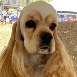 Spice - Cocker Spaniel