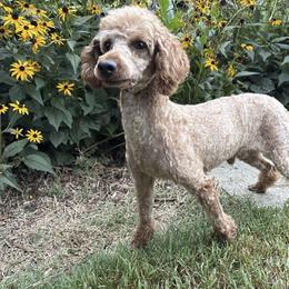 Ozzy - Poodle