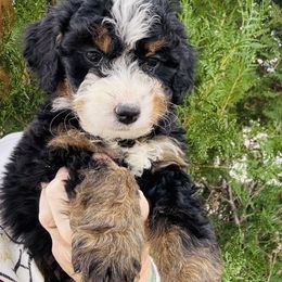 Weezer - Tri-color male Bernedoodle puppy in Saint Francis, Kansas from Land of Oz Doodles