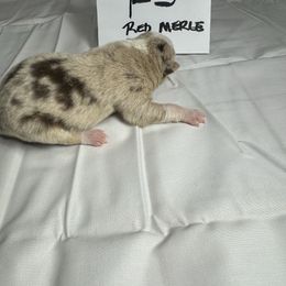 F5 - Red merle female Border Collie puppy in Meridian, Mississippi from Border Hollow Border Collies