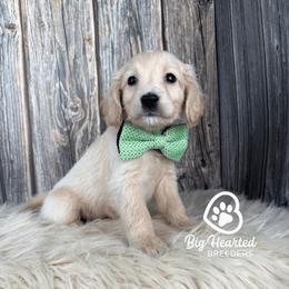 Clover - Cream male Companion Cross puppy in Utah County, Utah from Big Hearted Breeders